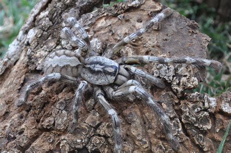 biggest spider world poecilotheria rajaei.